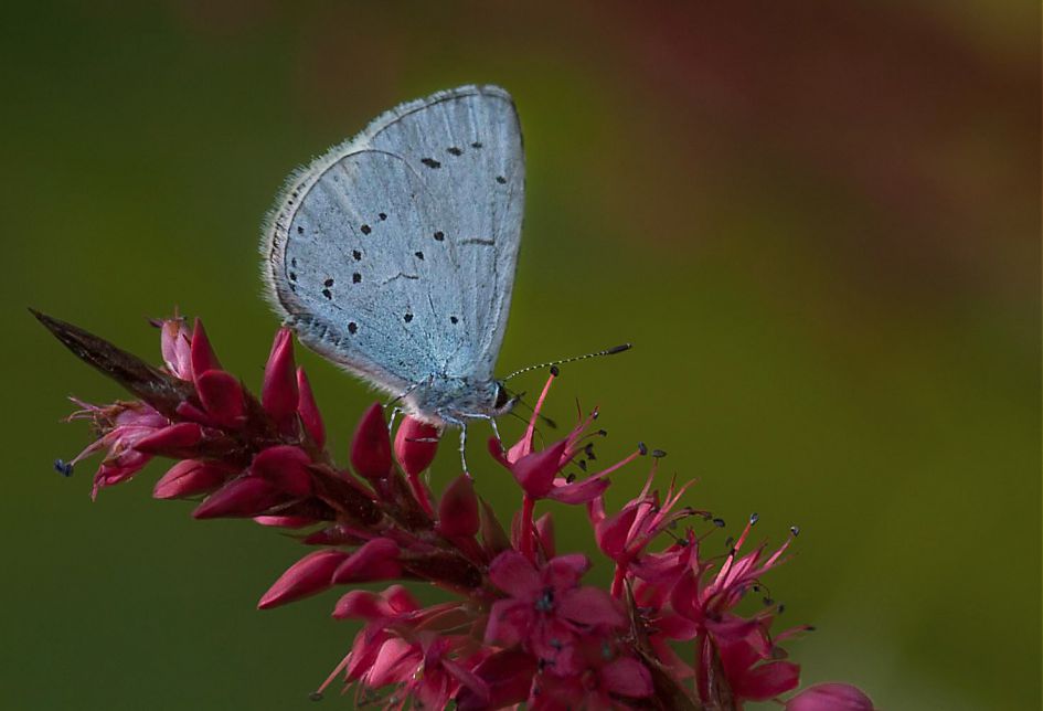 Wat voor soortnaam heeft dit mooie vlindertje.